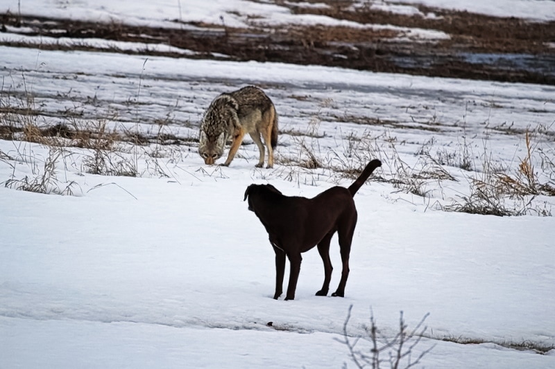 wild coyote and dog in the snow