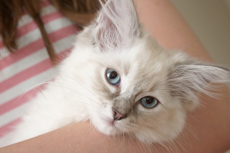 woman carrying a lilac ragdoll on her arms