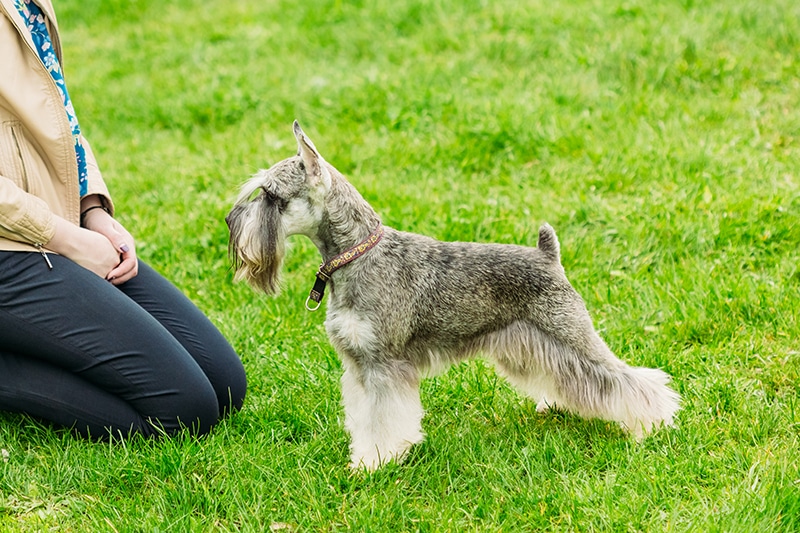 woman training a miniature schnauzer