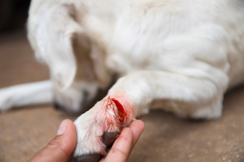 wounded paw of a dog