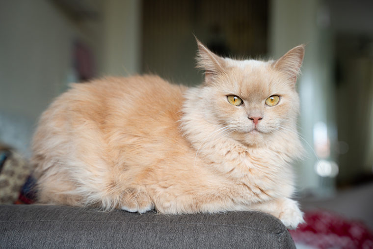 Persian Ragdoll Cat Mix: Info, Pictures, Temperament & More | Hepper ...