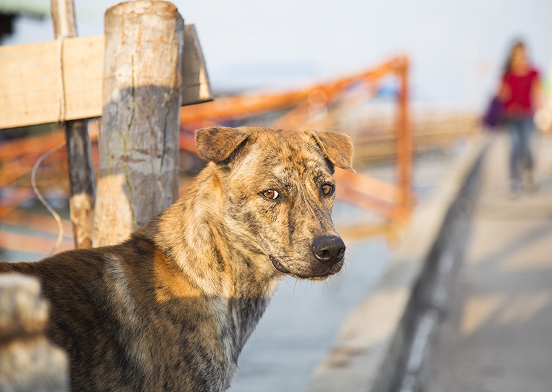 young adult Phu Quoc Ridgeback dog