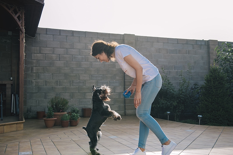 young woman teaching miniature schnauzer