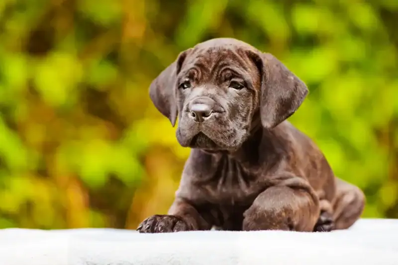 adorable brindle cane corso puppy