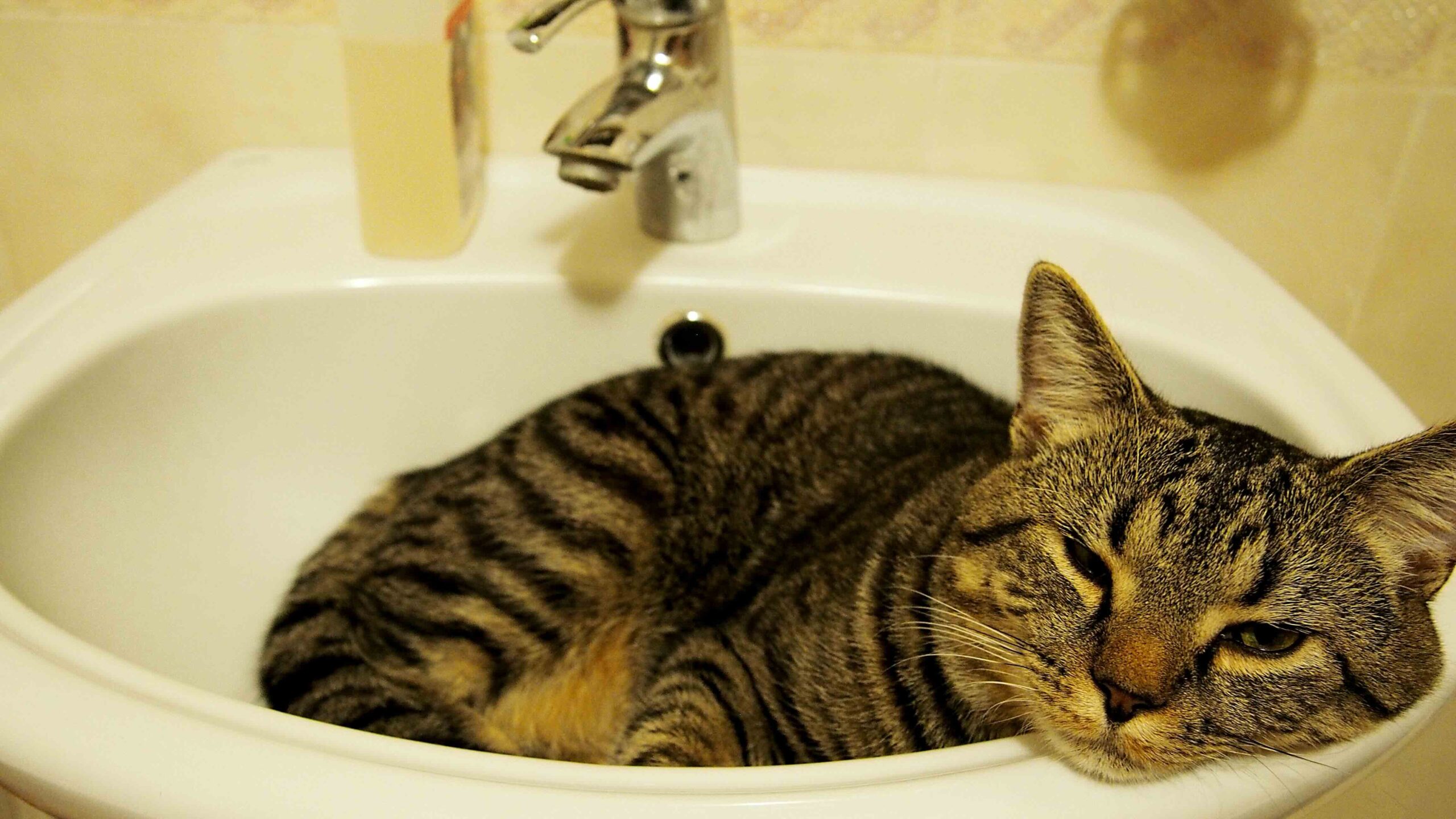 A Tabby Cat is Sleeping in the sink basin