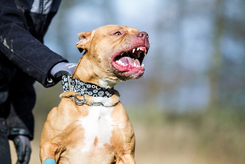 Agressive pitbull terrier Dog training