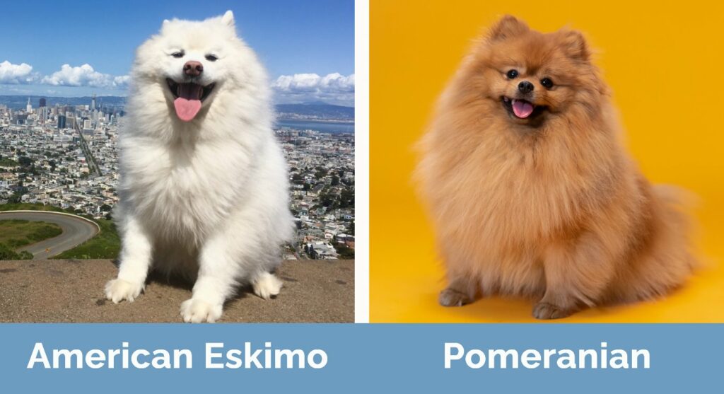 American Eskimo vs Pomeranian - Visual Differences