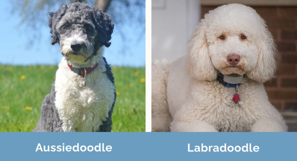 Aussiedoodle vs Labradoodle side by side