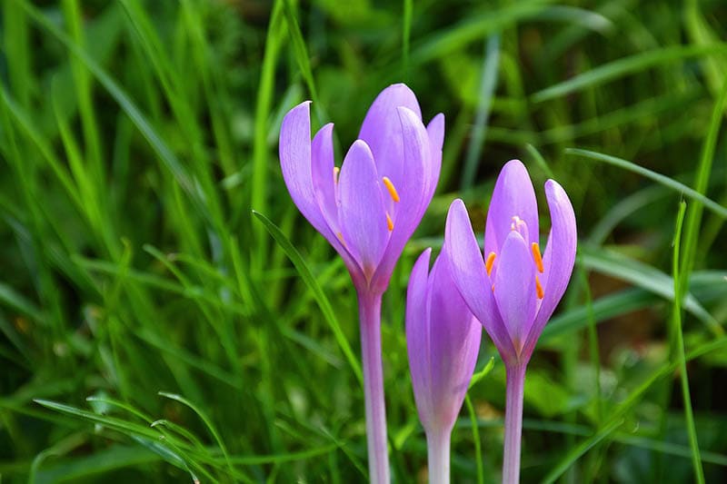 Autumn crocus