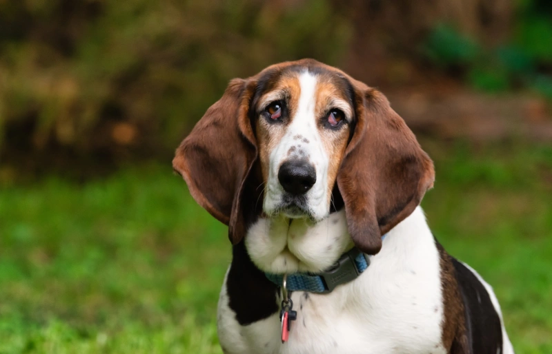 Basset Hound dog