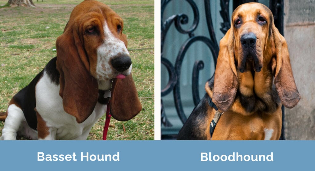 Basset Hound vs Bloodhound side by side