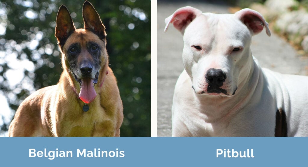 Belgian Malinois vs Pitbull side by side