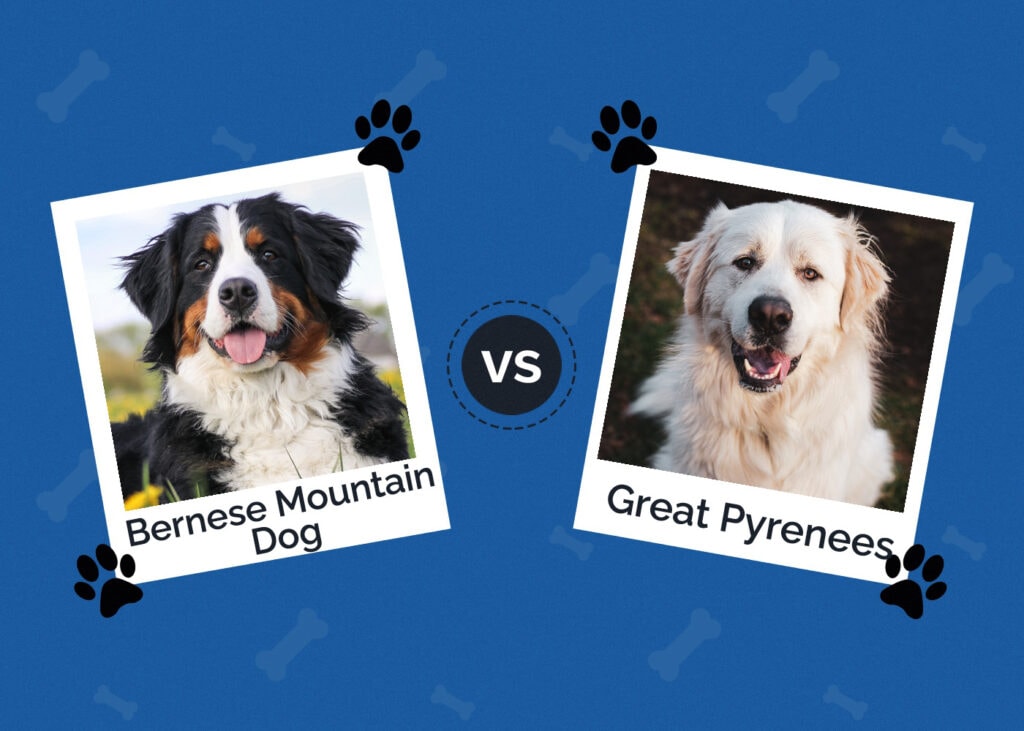 Bernese Mountain Dog vs Great Pyrenees