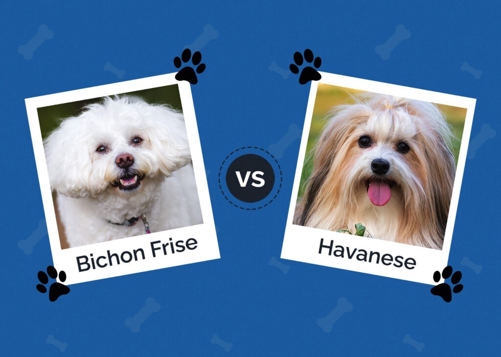 Bichon Frise vs Havanese