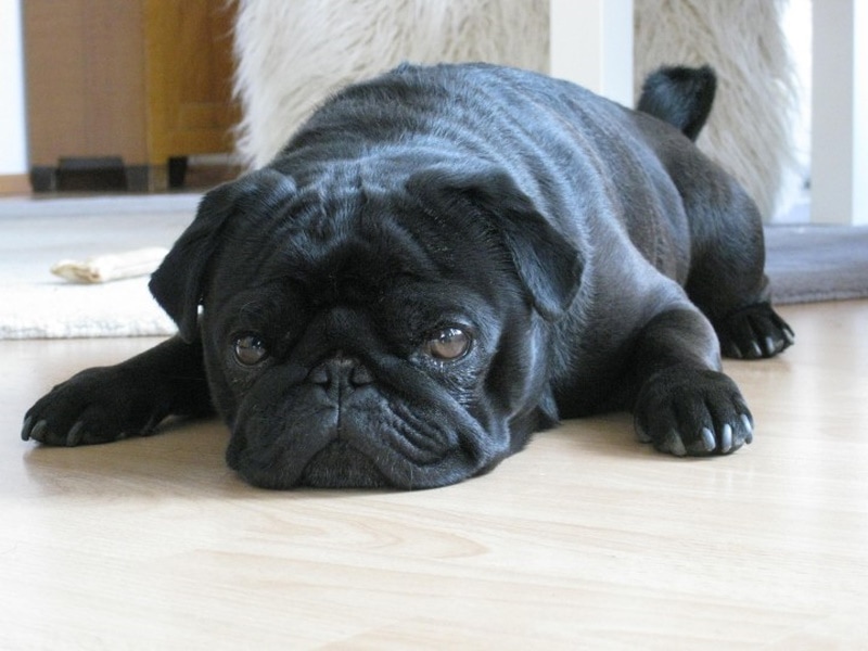 Black pug splooting on the floor