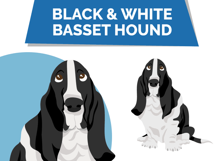 Black & White Basset Hound