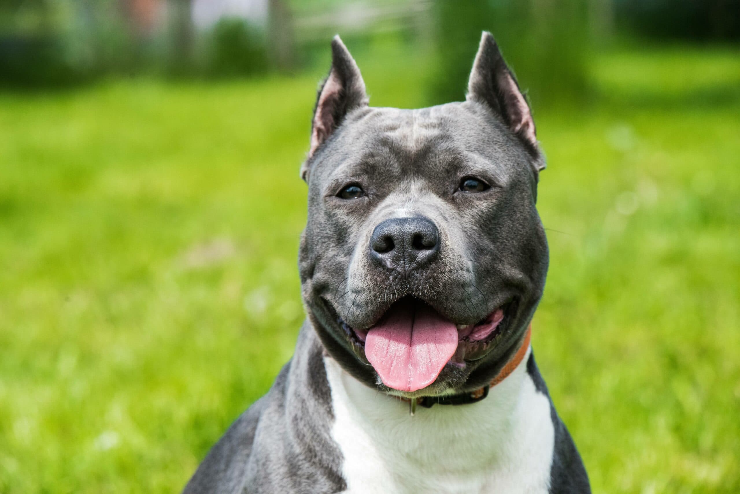 Blue Brindle Pitbull