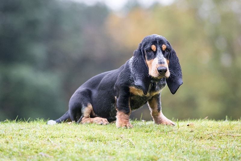 Blue Gascony Basset
