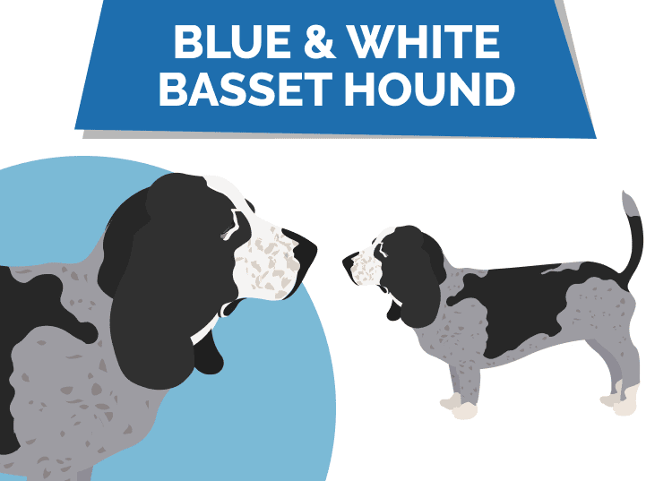 Blue & White Basset Hound