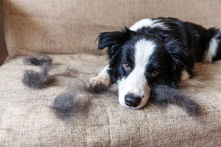 A closer look at Deshedding Tools Border Collies