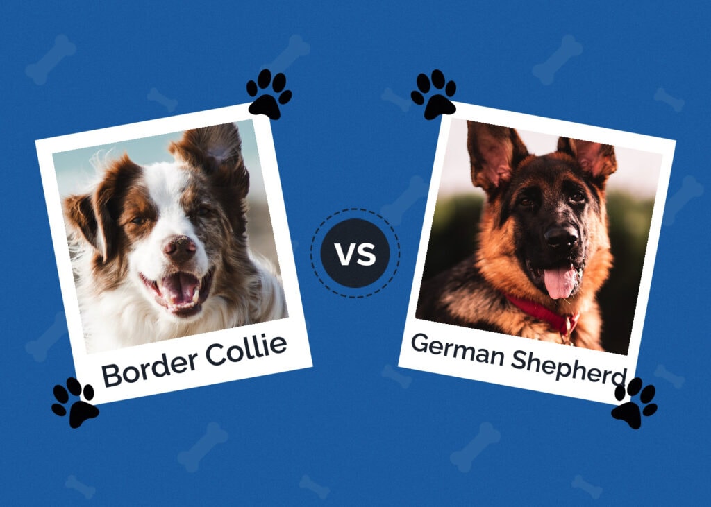 Border Collie vs German Shepherd