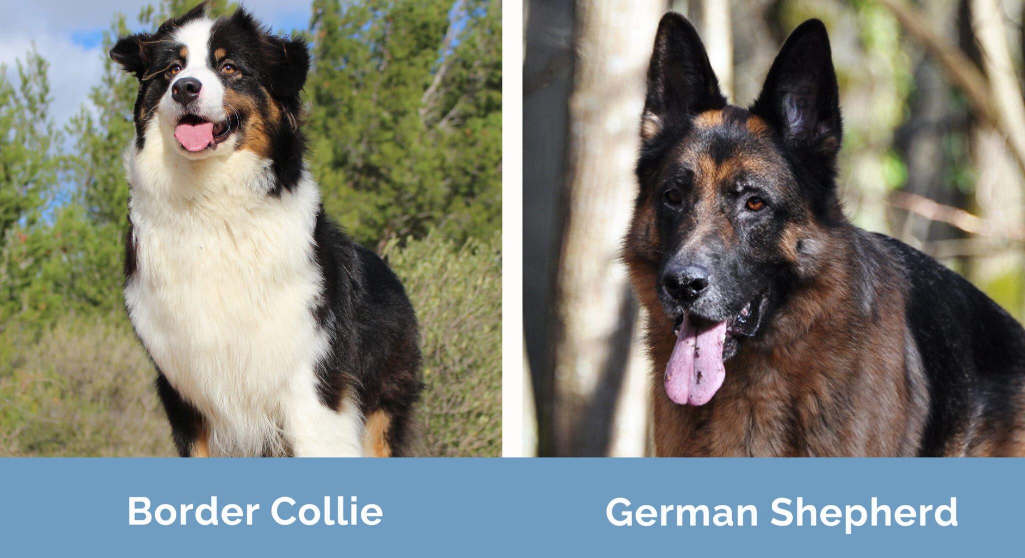 Border Collie vs German Shepherd: Which One Is Right for Me? (With ...