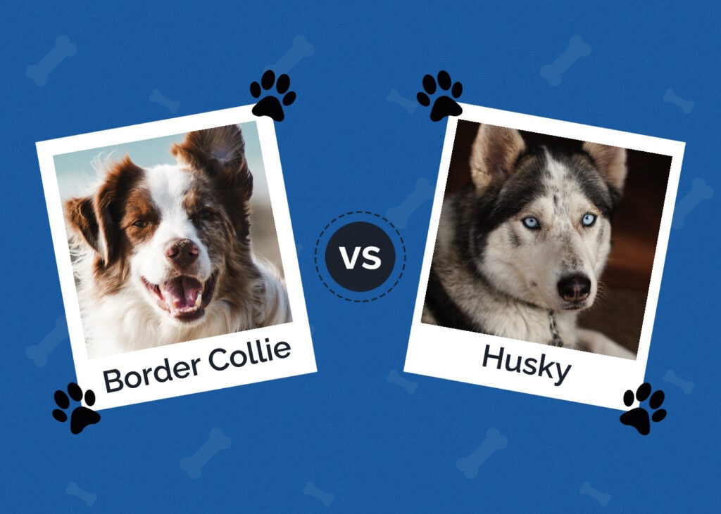 Border Collie vs Husky