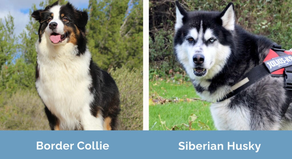 Border Collie vs Husky side by side