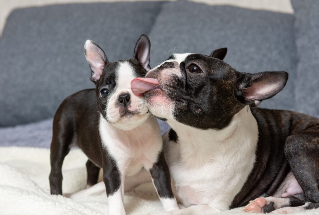 Boston Terrier and puppy