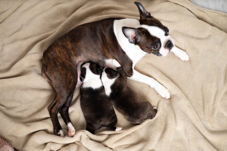 View of Retained Placenta in Dogs: Vet Explained Signs, Causes & Care | Hepper ...