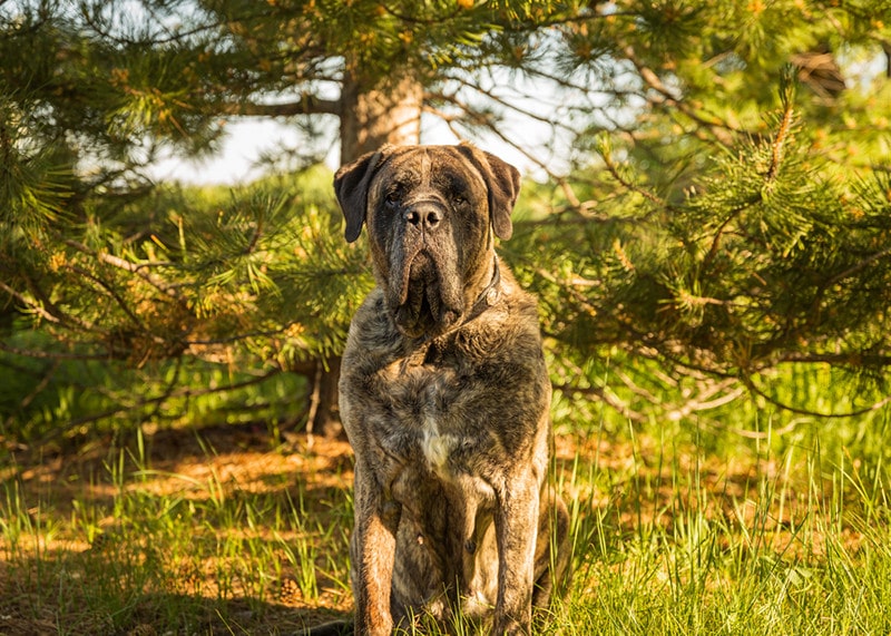 Brindle mastiff sits in the middle of a forest of trees