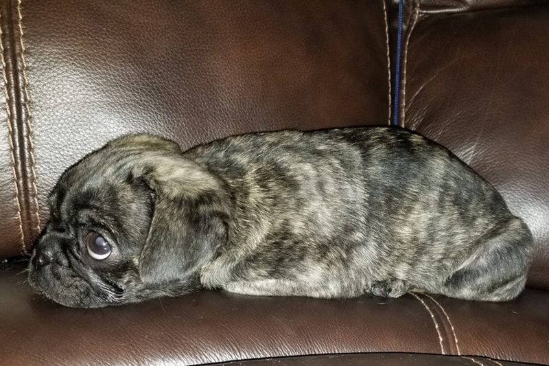 Brindle pug puppy on a couch