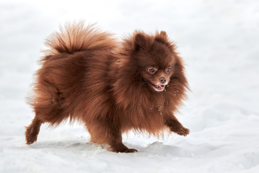 Brown Pomeranian walking on snow