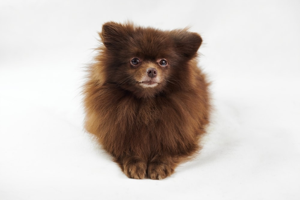 Brown Pomeranian