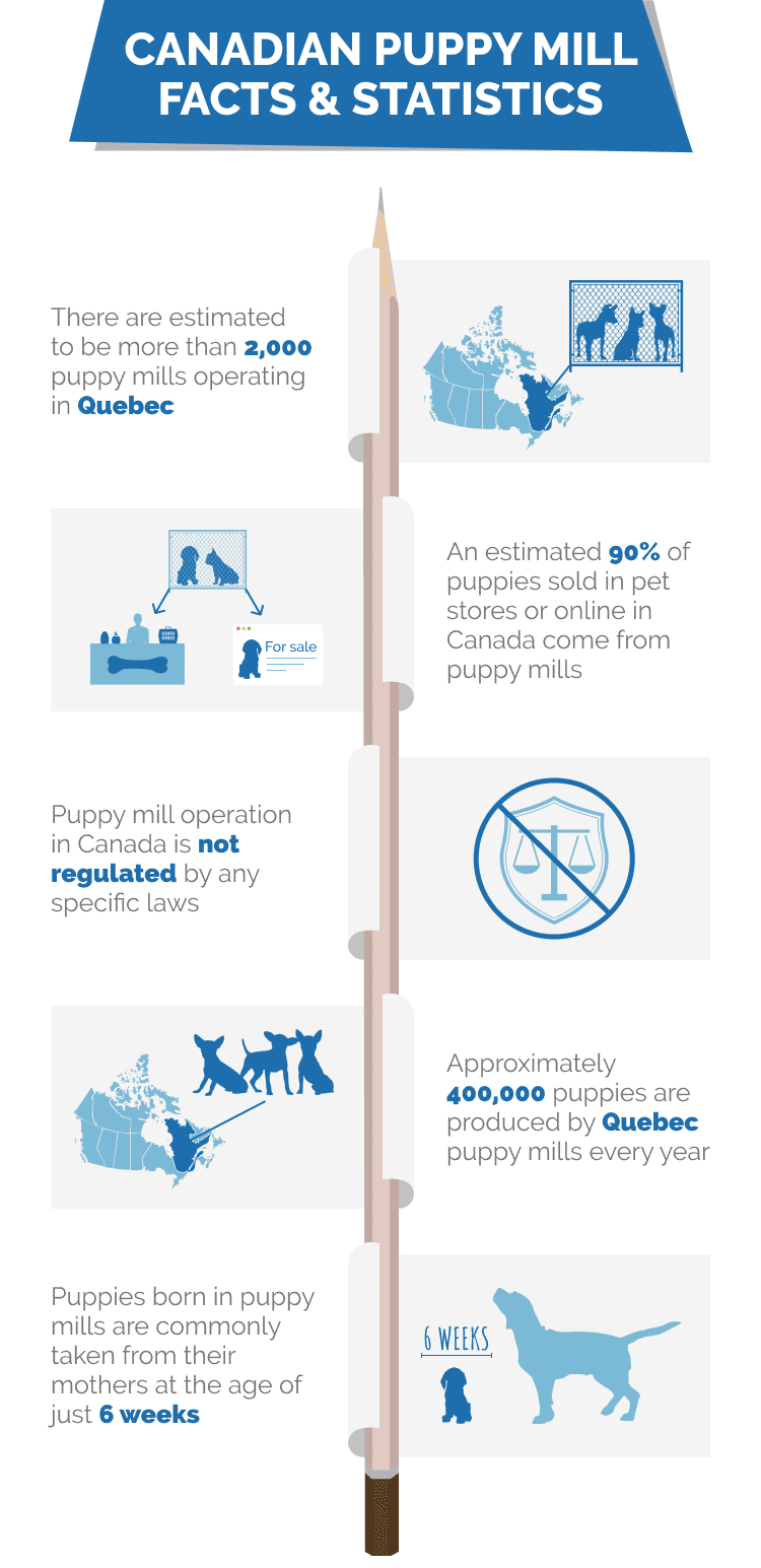 CANADIAN_PUPPY_MILL_FACTS_&_STATISTICS