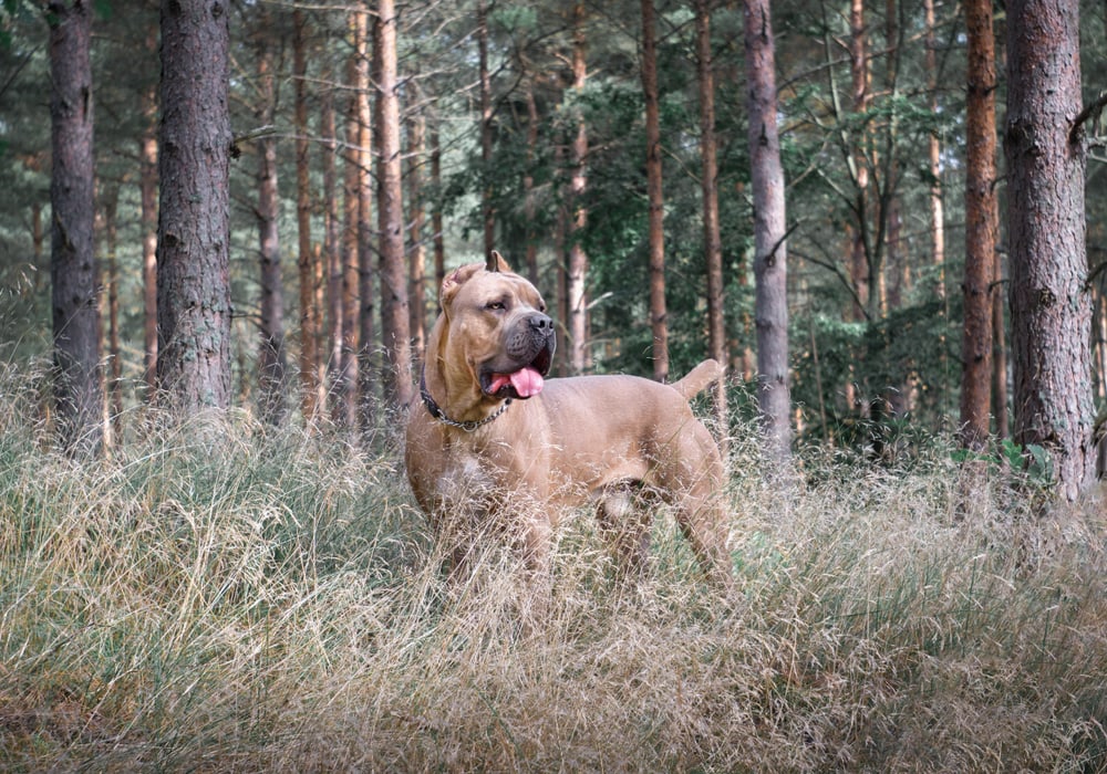Cane Corso formentino color