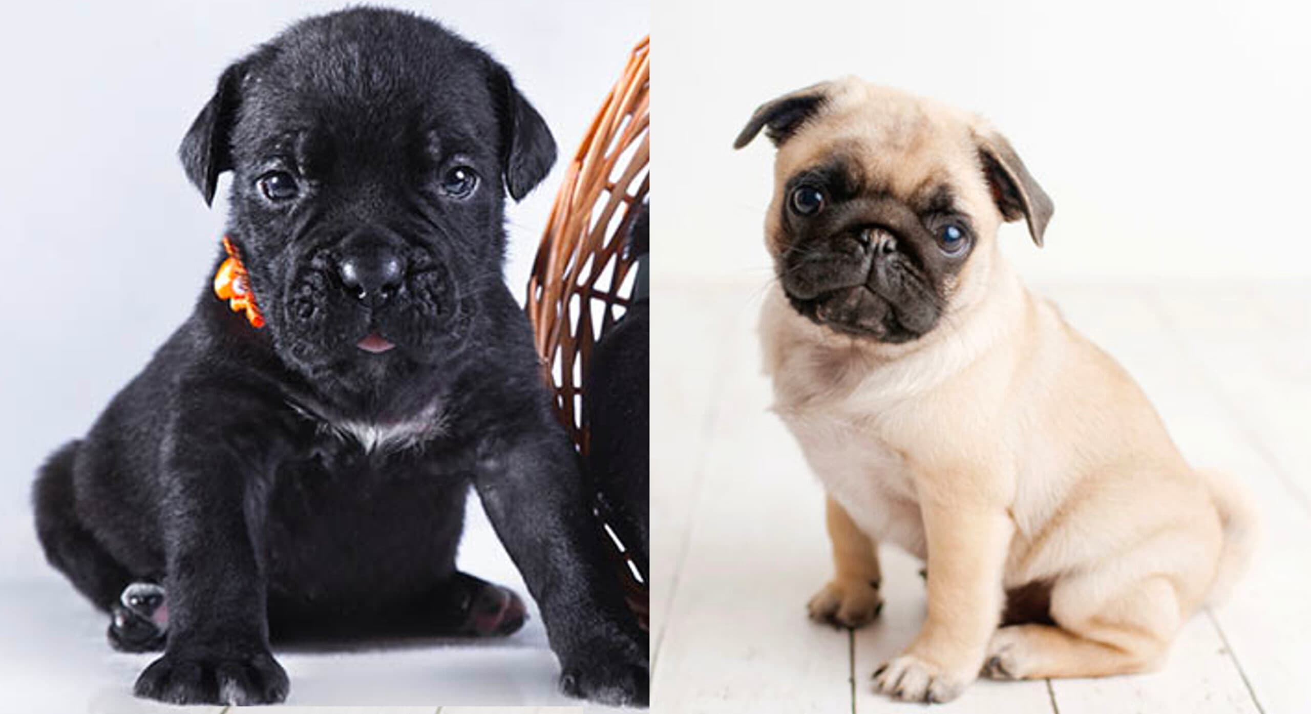 Cane corso puppy and pug puppy