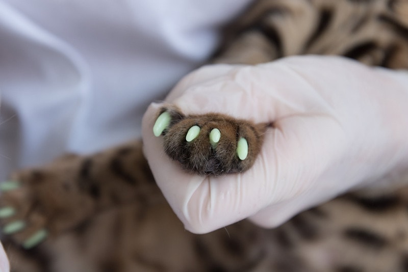 Cat Nail Caps Paw