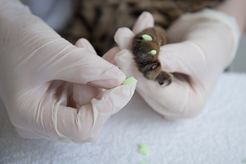Cat Nail cap