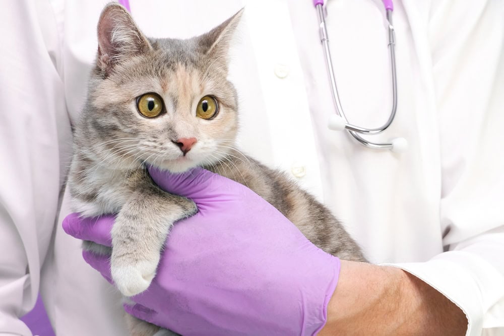 Cat in Veterinarian