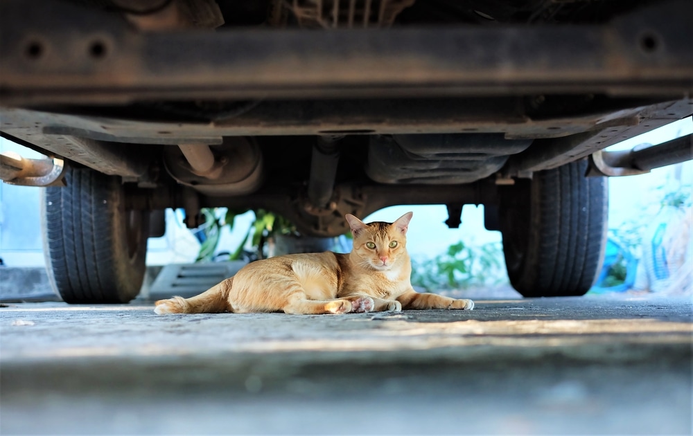 Cat under a car