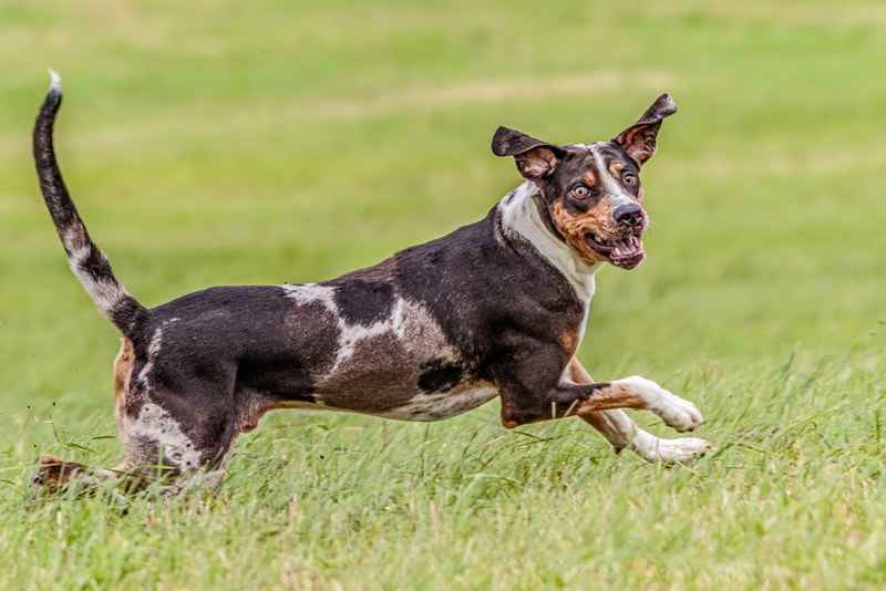 Catahoula leopard dog running in the grass
