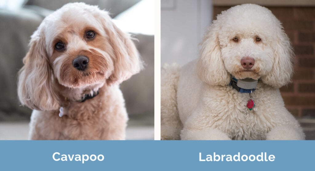 Cavapoo vs Labradoodle side by side
