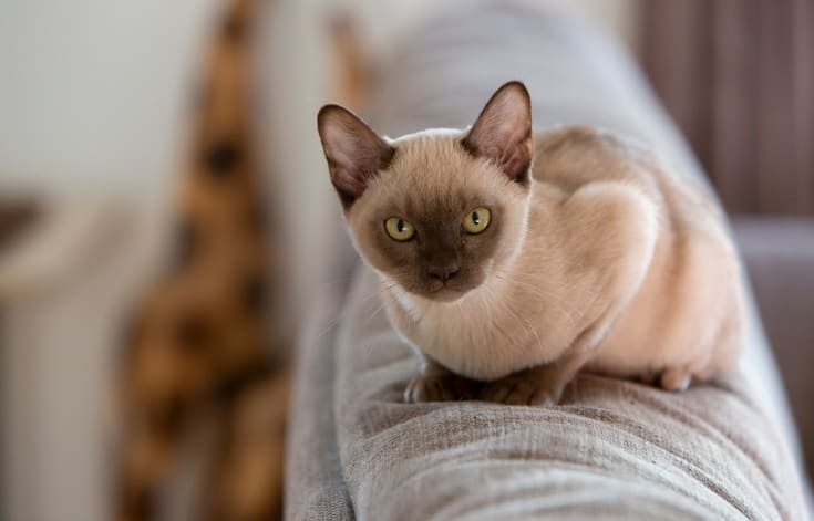 Champagne Burmese cat
