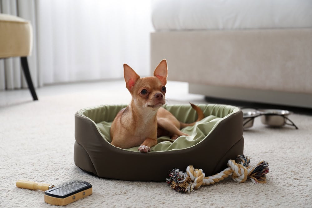 Chihuahua dog on sleeping place in room