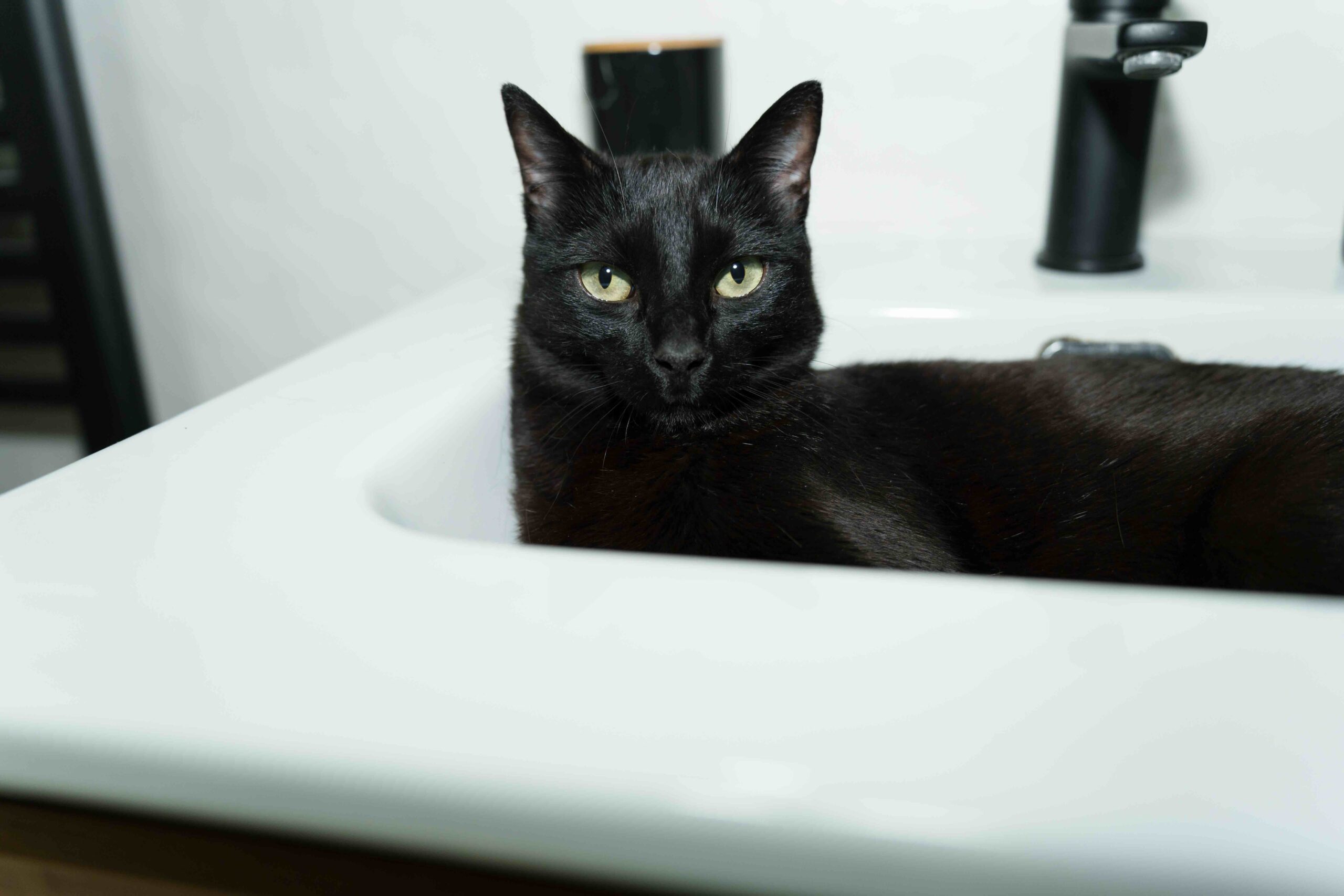 Close-up of black cat in bathroom sink
