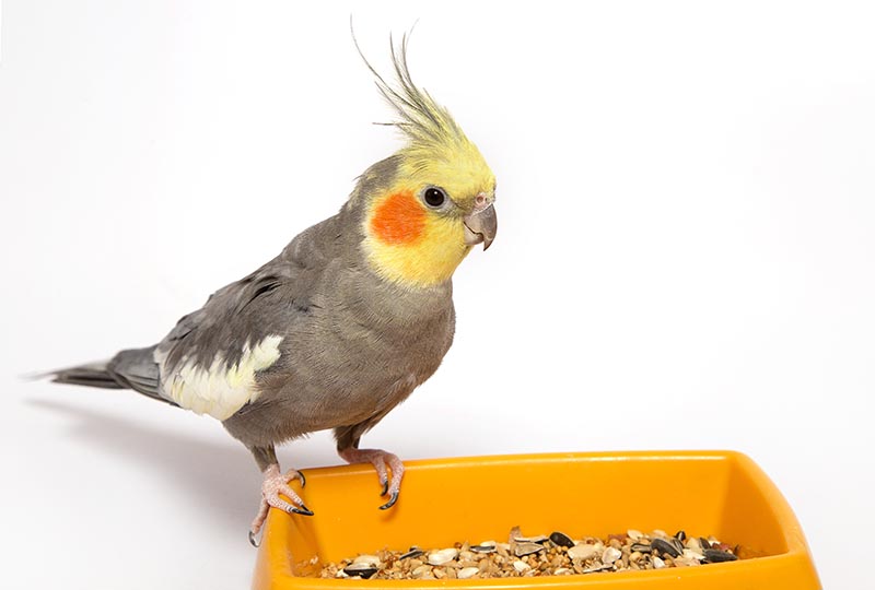 Cockatiel parrot sits on yellow to a patch with a forage