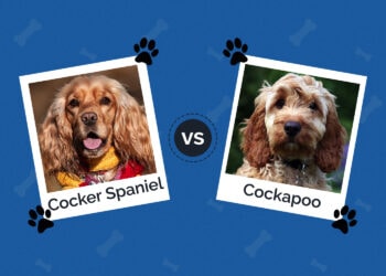 Cocker Spaniel vs Cockapoo: How Are They Different? (With Pictures ...