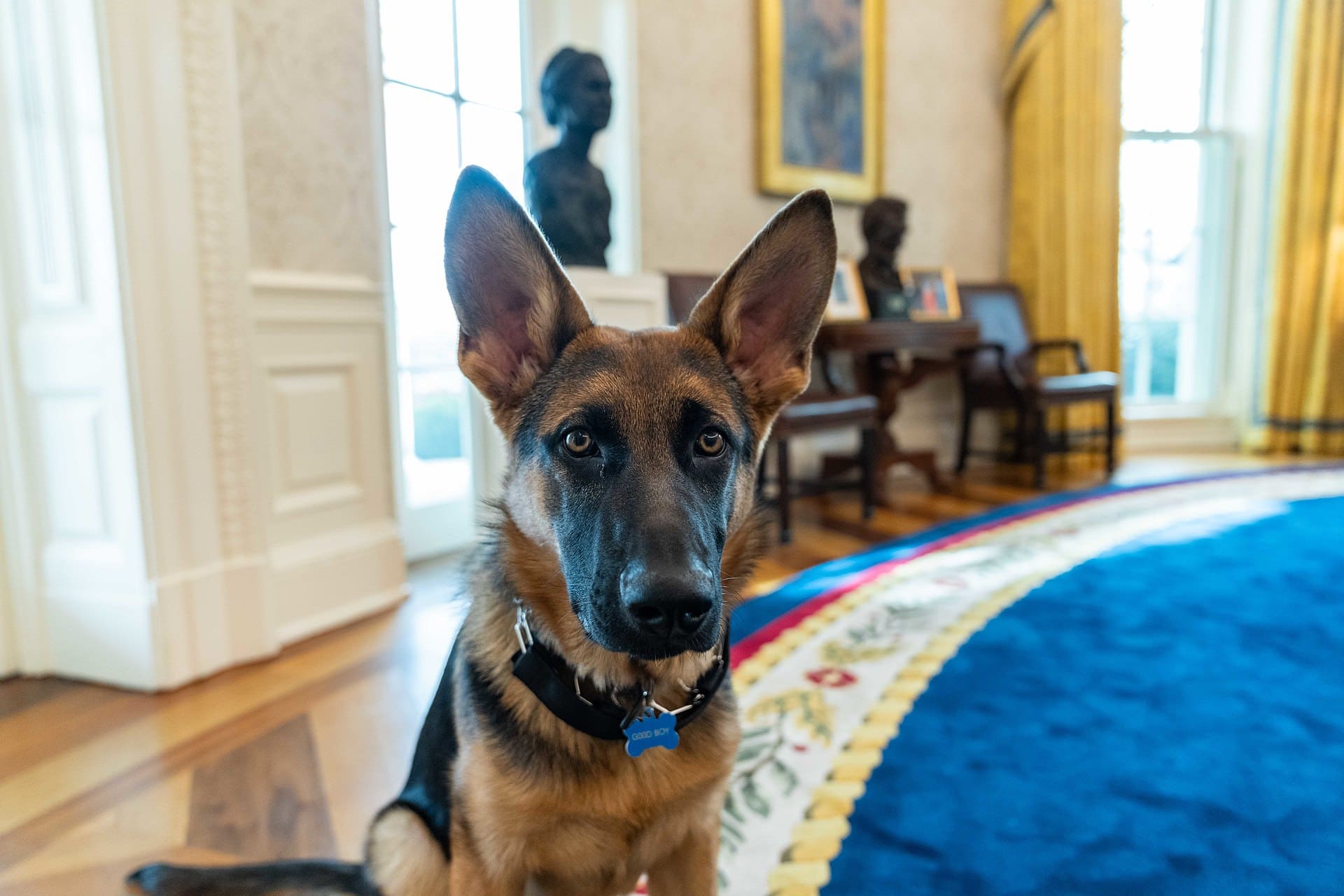 Commander (Biden dog) February 2022