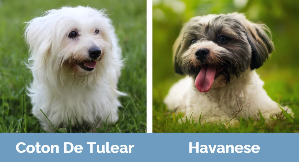 Coton De Tulear vs Havanese - Visual Differences